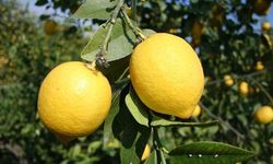 Limonun Bilinmeyen Faydaları