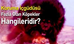 Koruma İçgüdüsü Fazla Olan Köpek Irkları Hangileridir?