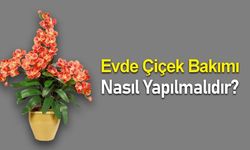 Evde Çiçek Bakımı Nasıl Yapılmalıdır?