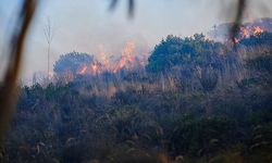 Amazon Ormanlarındaki Yangınlar, Brezilya'daki Orman Yangınları ve Küresel Çevre Endişeleri