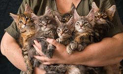 Japonya'nın Kedi Adası, Özgür Gezen Binlerce Kedinin Evine Dönüşü