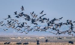 Göçmen Kuşların Sırrı, Anlaşılmaya Çalışılan Gizemli Yolculukları
