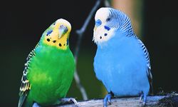 Muhabbet Kuşlarının Evcilleştirilmesi ve Bakımı