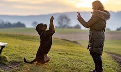 Köpek Eğitimi ve Sadık Dostlarımızla Sağlıklı İlişkiler Kurmanın Yolları Nelerdir ?