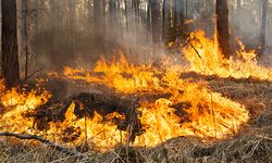 Orman Yangınlarının Kökeni ve Kontrol Yöntemleri Nelerdir ?