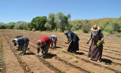 Muş’ta tütün ekimi başladı, hedef 3 bin 500 ton üretim