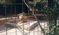 Manavgat’ta aslan kafesinden kaçtı bir kişiyi yaraladı!