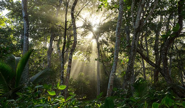 Amazon Ormanları'nın Derinliklerindeki Gizemli Keşif