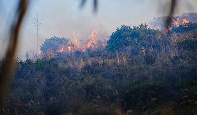 Amazon Ormanlarındaki Yangınlar, Brezilya'daki Orman Yangınları ve Küresel Çevre Endişeleri