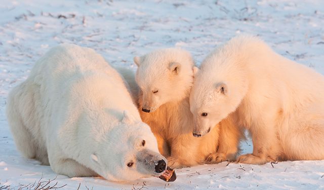 Kutup Ayılarının İklim Değişikliğine Adaptasyonu