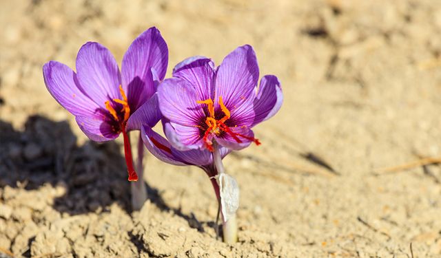 Güneş Enerjili Su Üretimi, Kurak Alanlara Hayat Veriyor