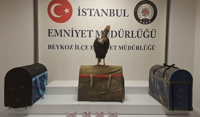 Beykoz’da horoz dövüşüne polis baskını! 21 gözaltı